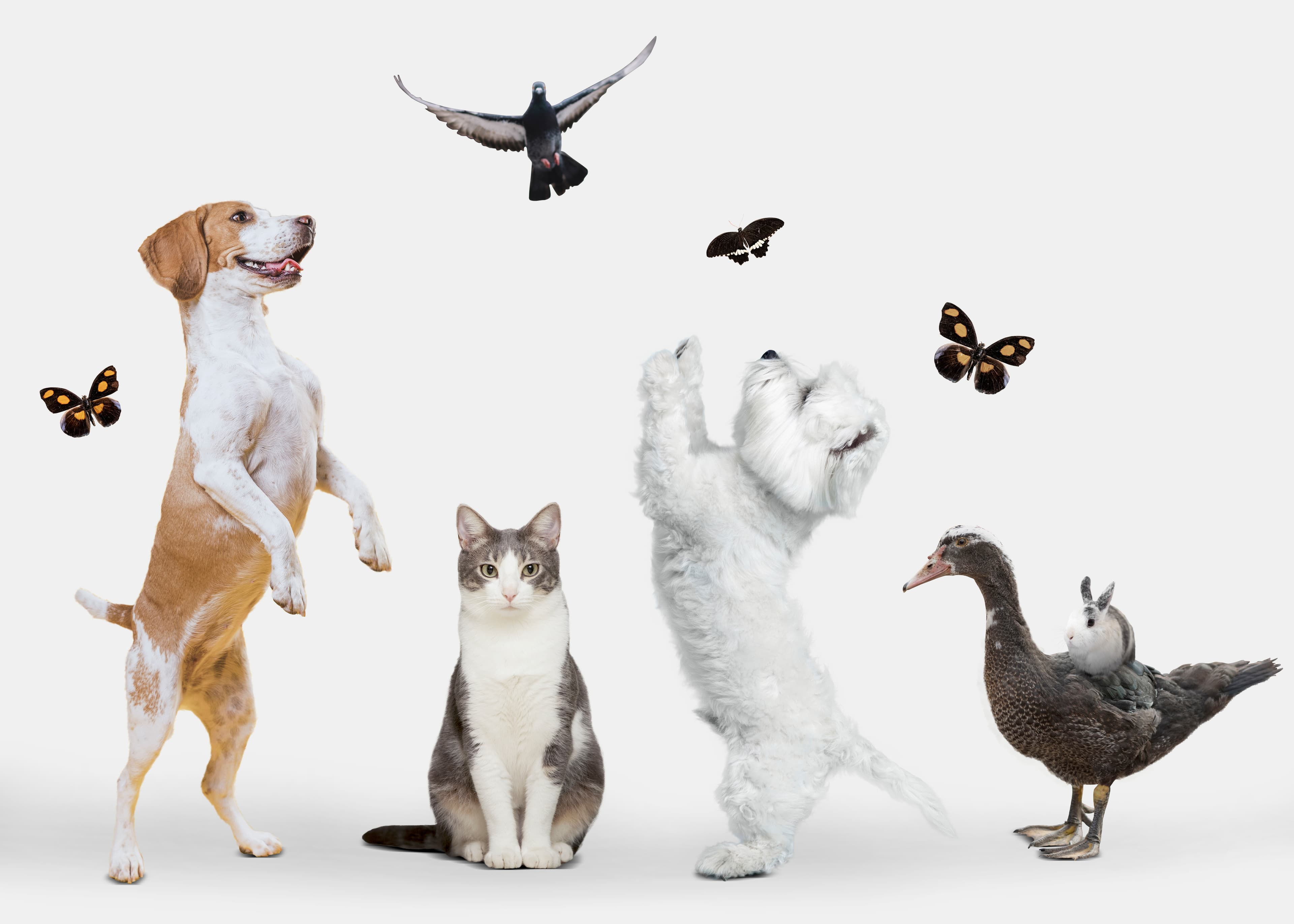 Diverse group collaborating for animal welfare